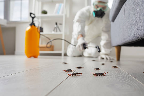 Affordable Mosquito Control solutions in Experiment, GA